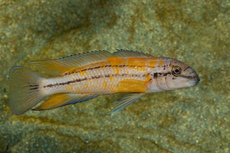 Chalinochromis sp. 'bifrenatus south' Wampembe